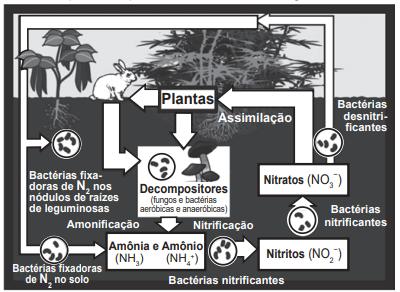 Imagem 
associada para resolução da questão