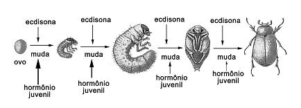 Imagem 055.jpg